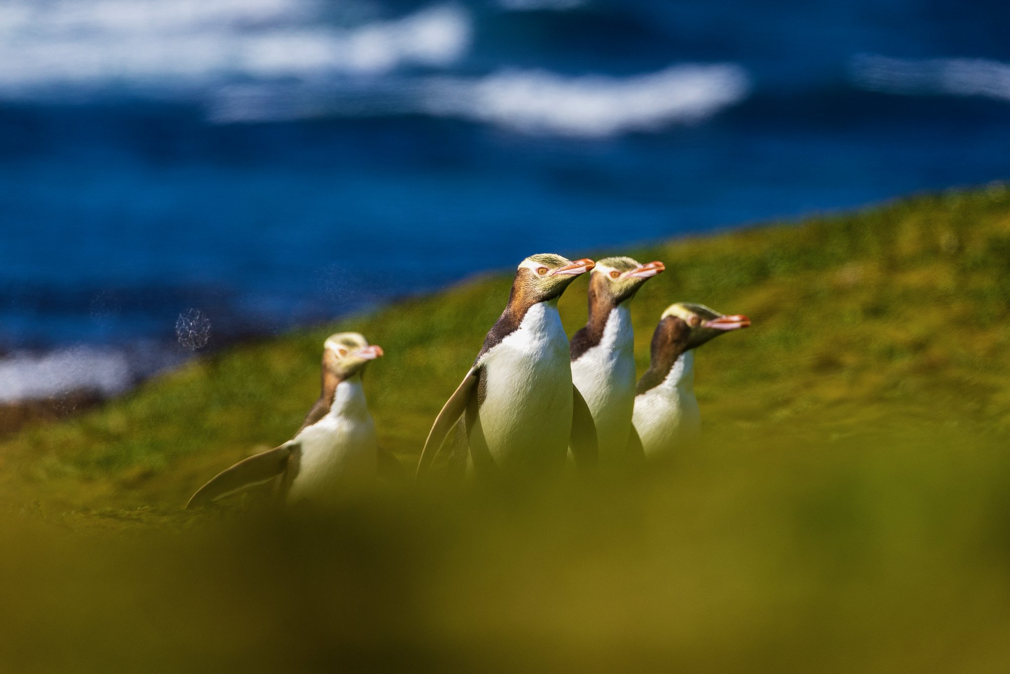 Sub Antarctic - 10 of 19.jpeg