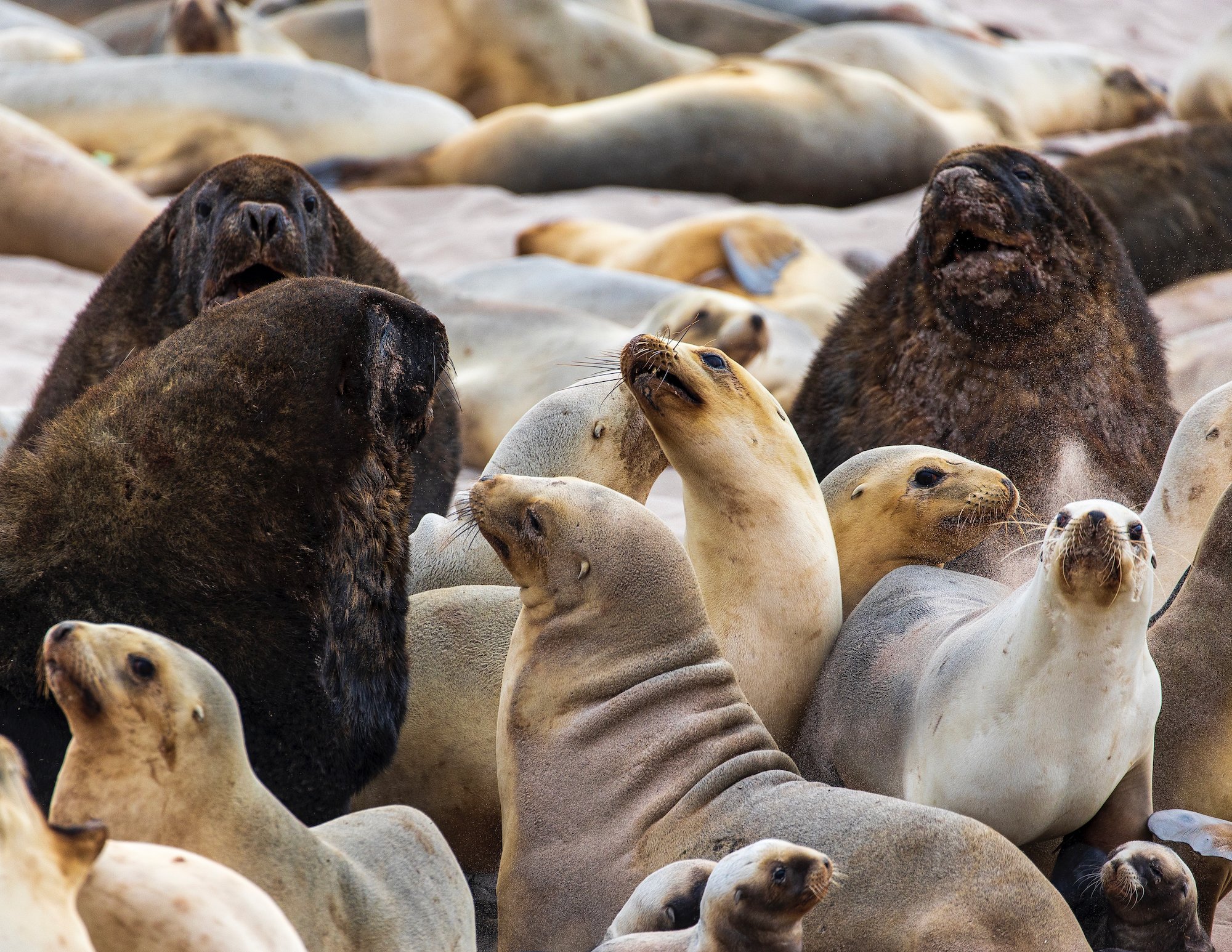 Sub Antarctic - 12 of 19.jpeg