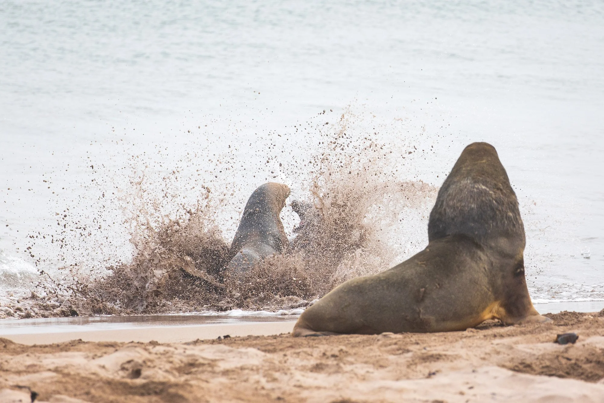 Sub Antarctic - 13 of 19.jpeg