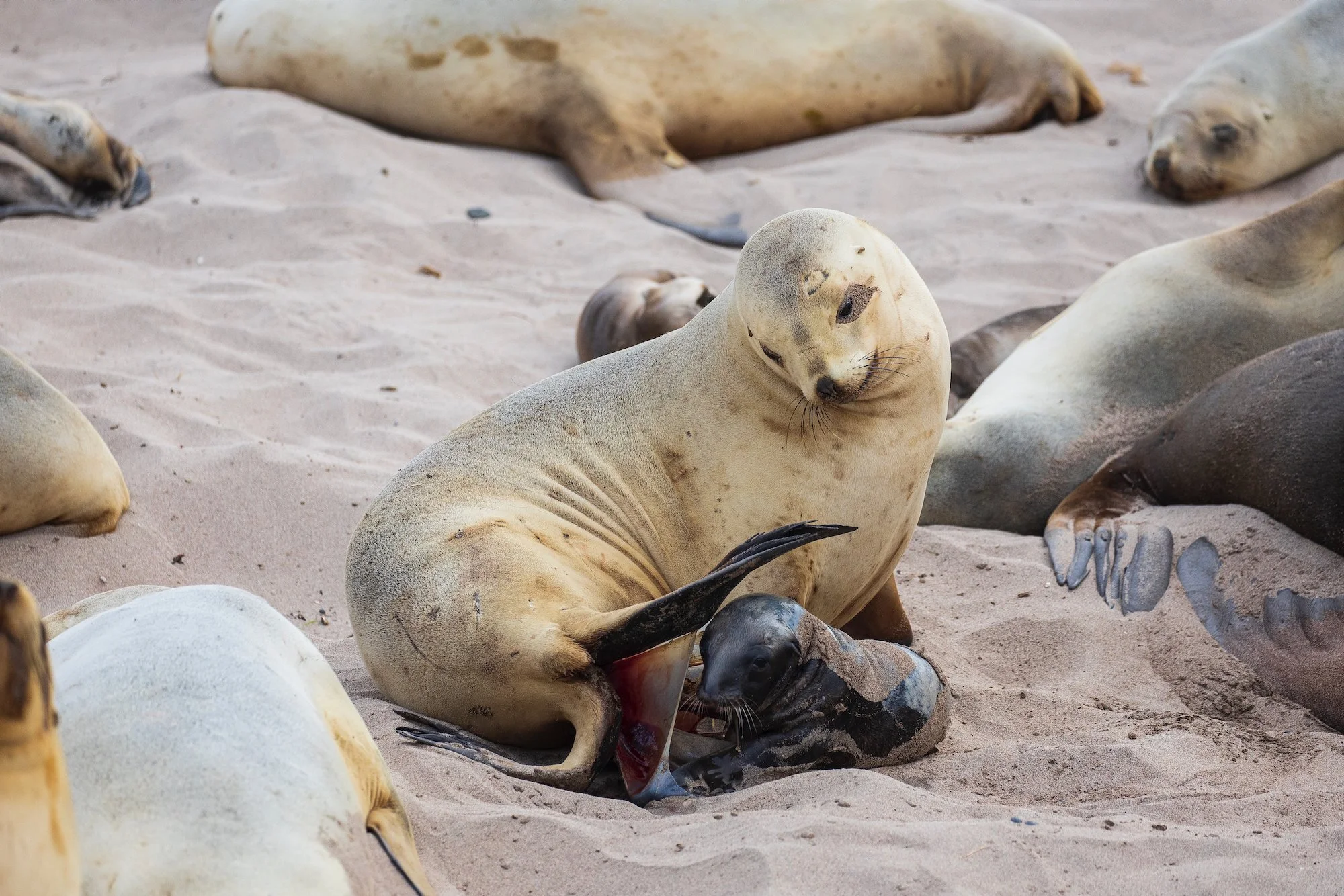 Sub Antarctic - 15 of 19.jpeg