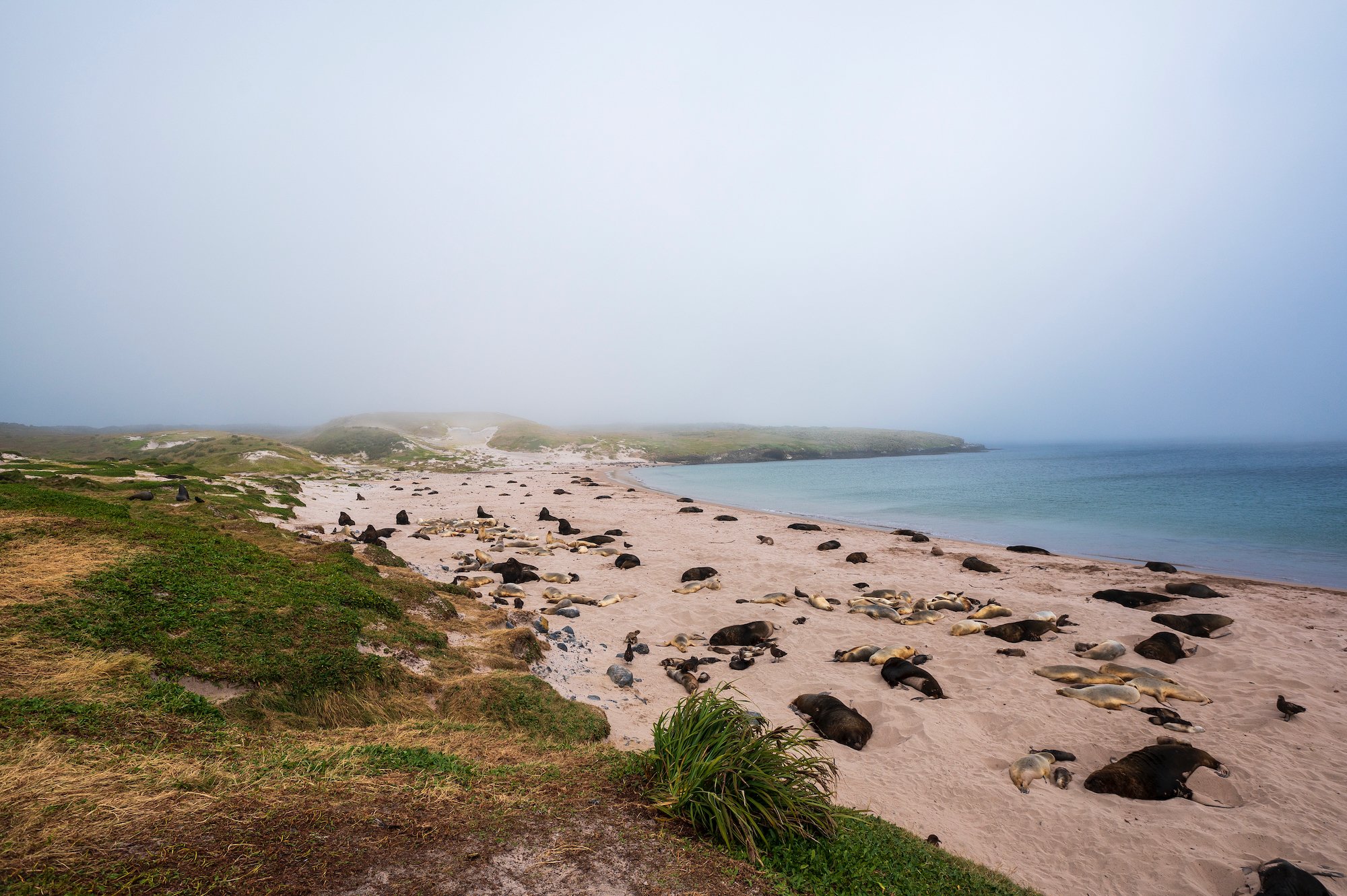 Sub Antarctic - 16 of 19.jpeg