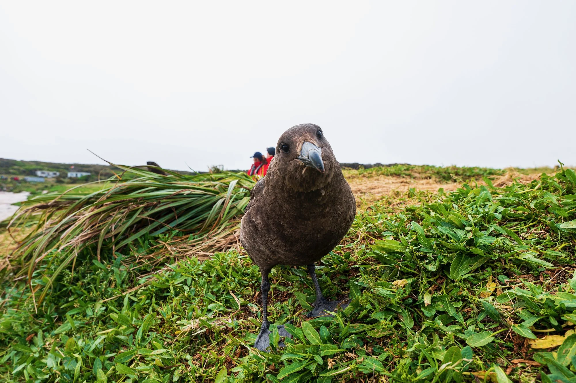 Sub Antarctic - 17 of 19.jpeg