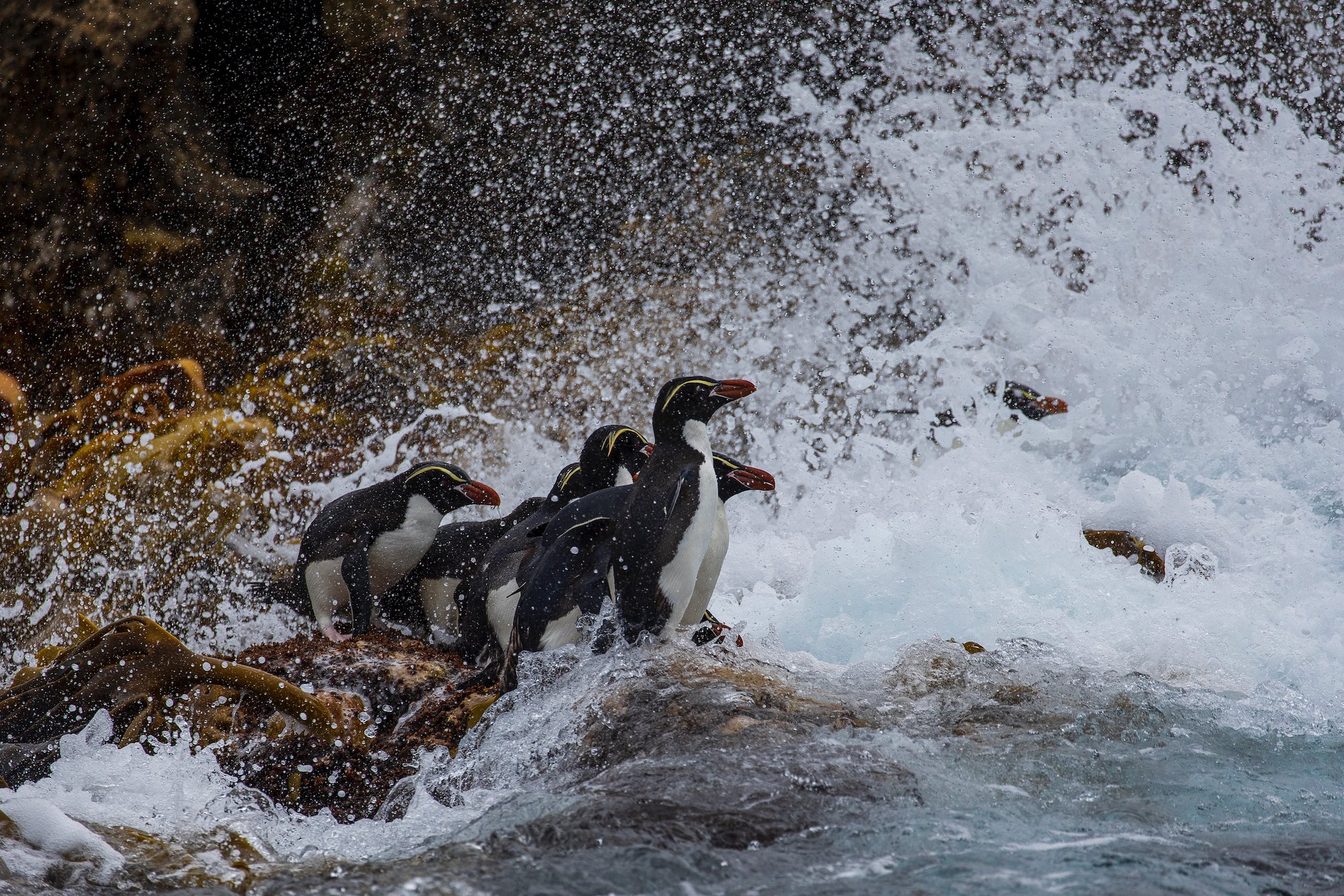 Sub Antarctic - 18 of 19.jpeg
