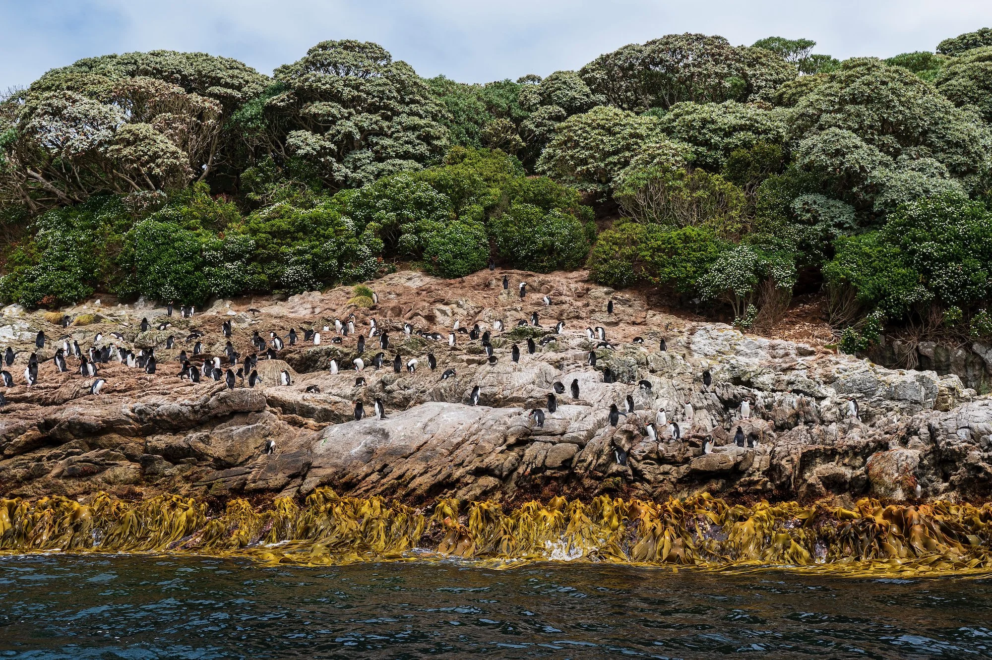 Sub Antarctic - 19 of 19.jpeg