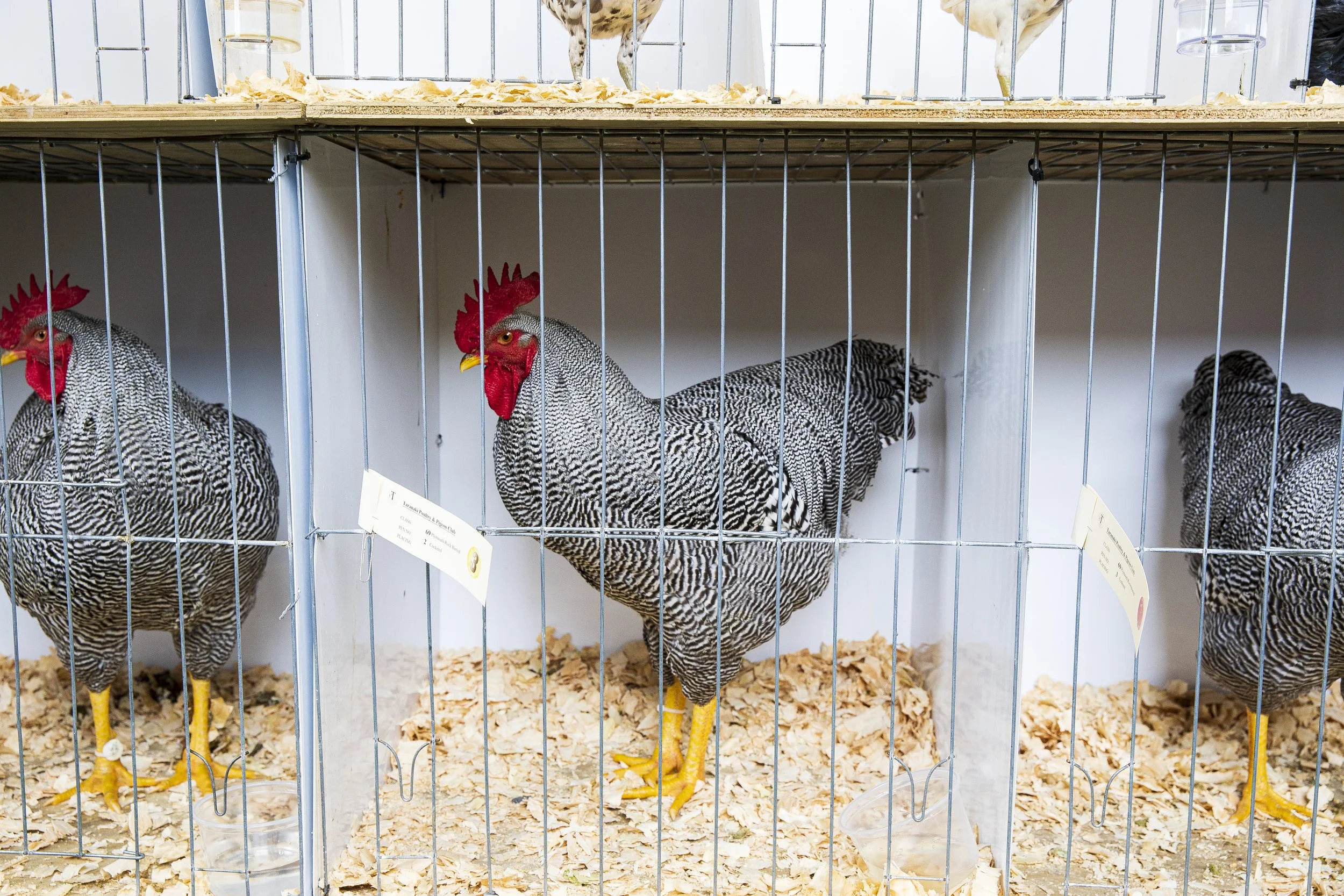 23-TDN- to judge a bird -3966.JPG