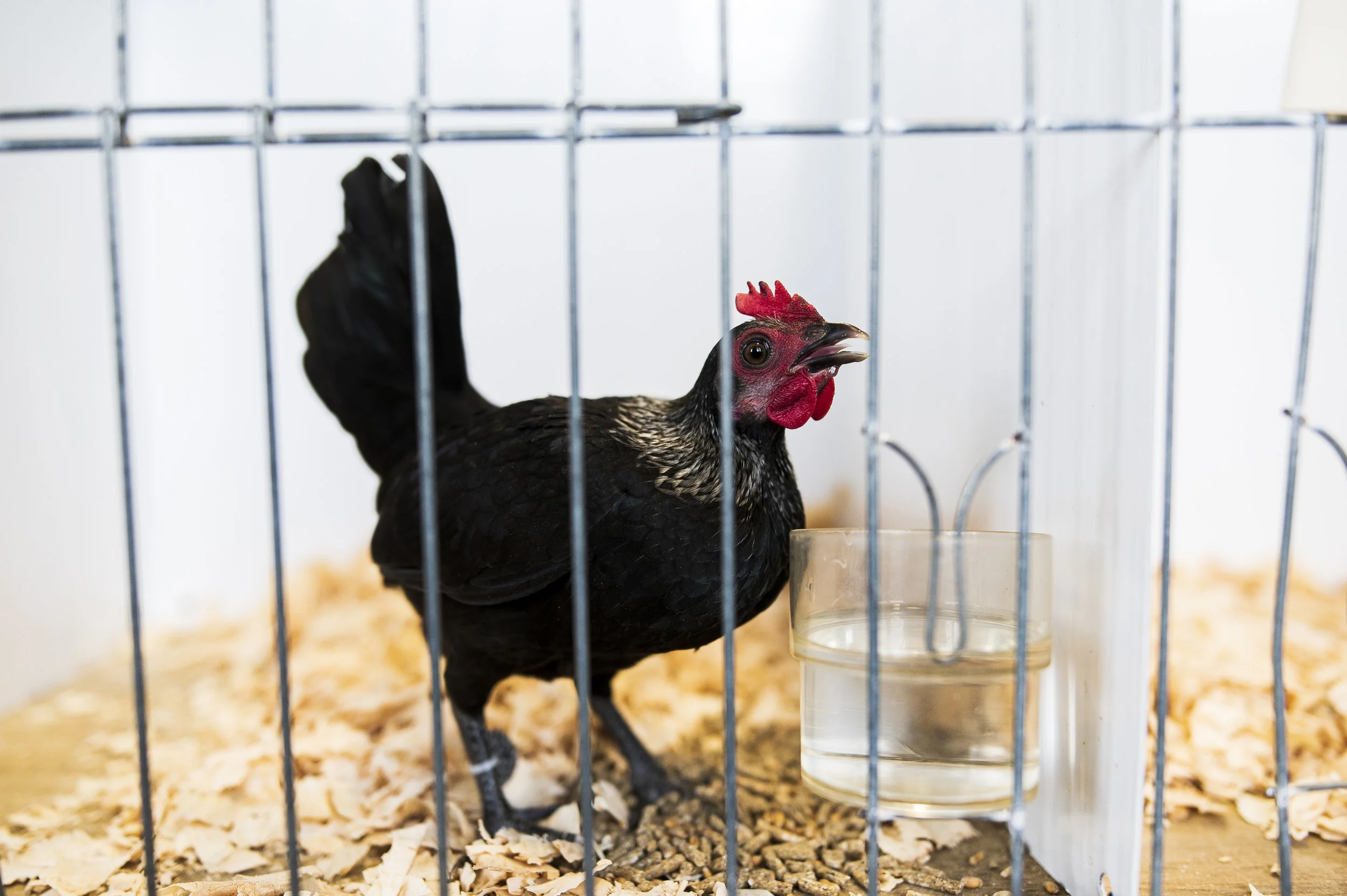 23-TDN- Poultry and Pigeon Show -3922.JPG