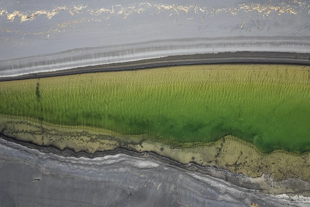  Algae grows in a array of greens and yellows in a temporal sand dune lake. 