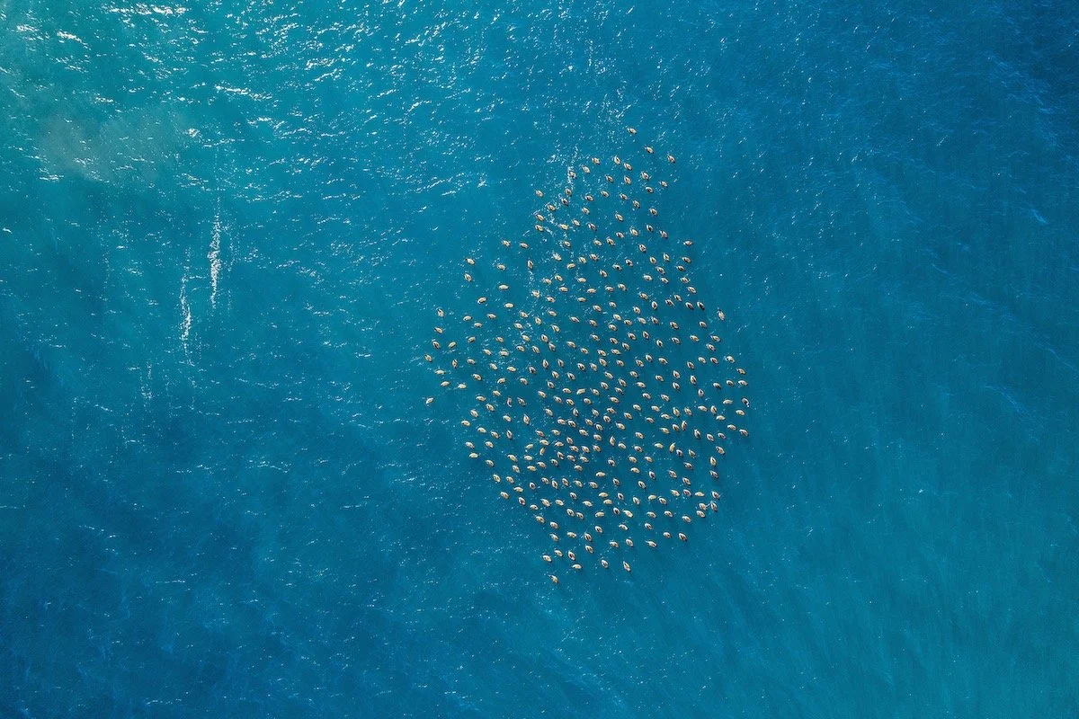  Canada geese escape to the safety of the sea during duck hunting season. 