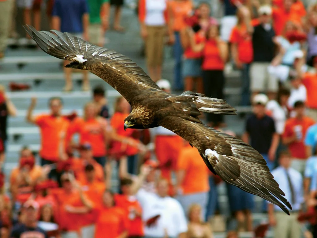 eagle.jpg
