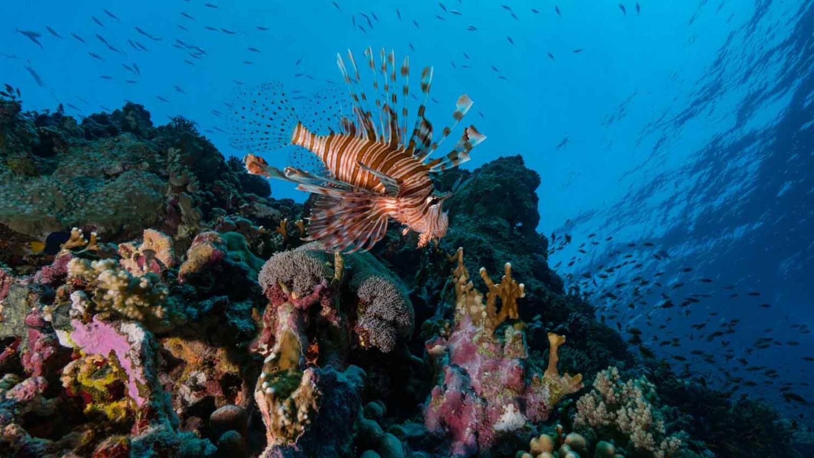 BBC: The world's most resilient corals