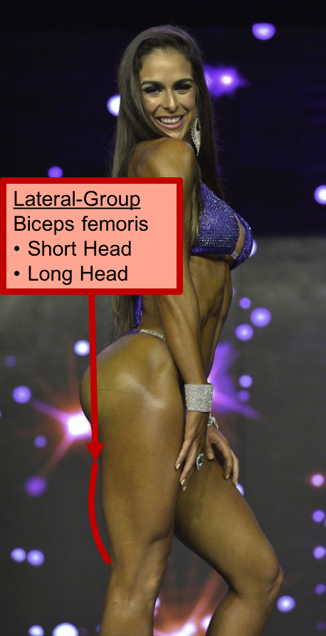 Hamstrings 1.png