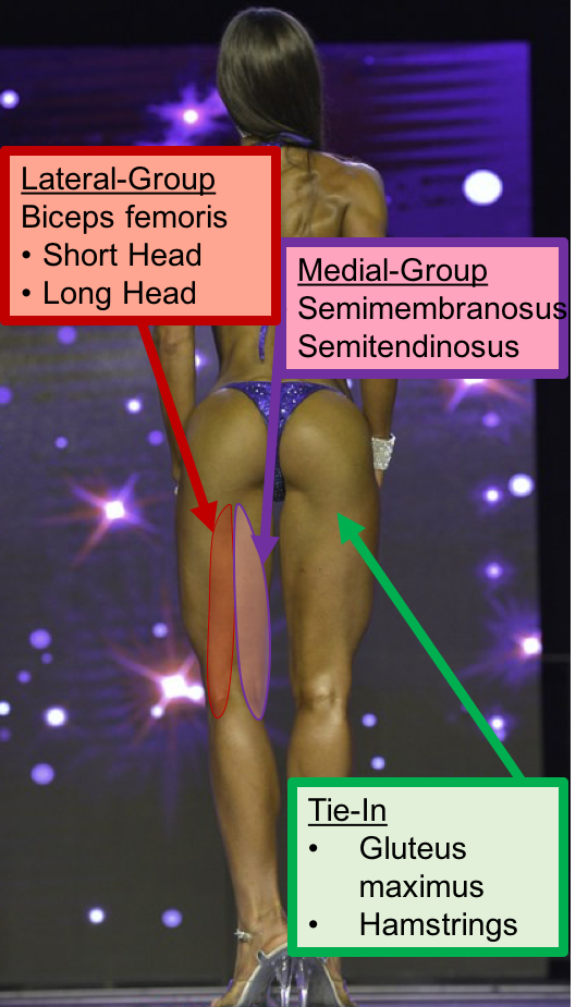 Hamstrings 2.png