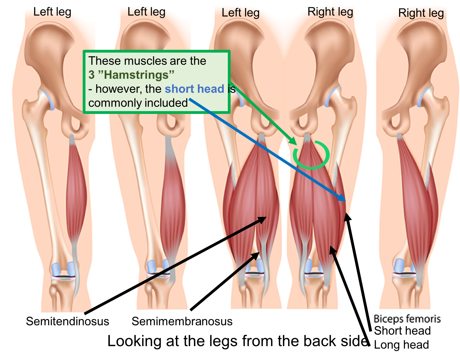 Hamstrings.png