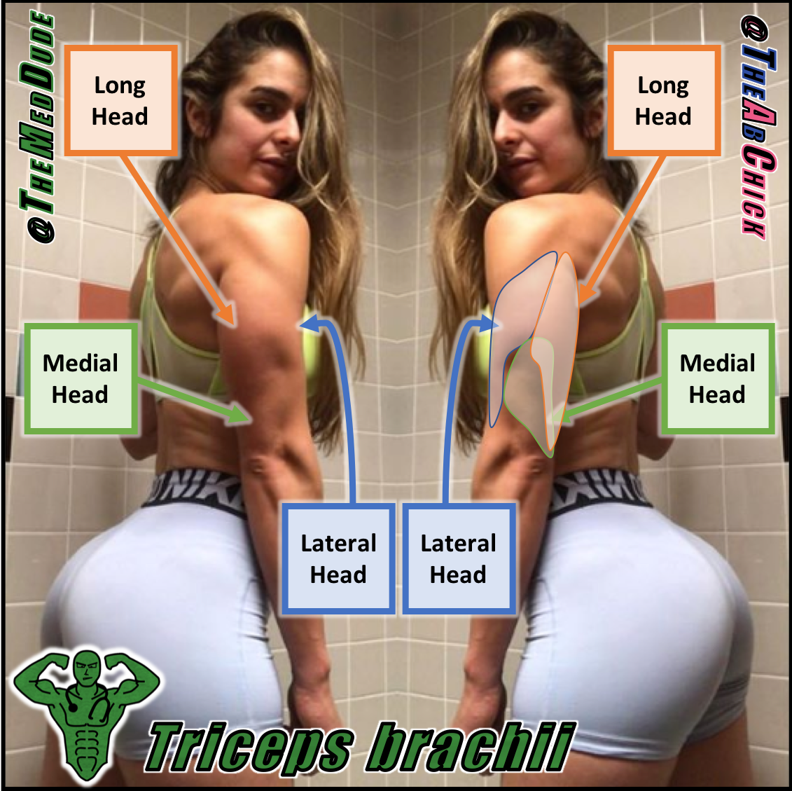 triceps.png