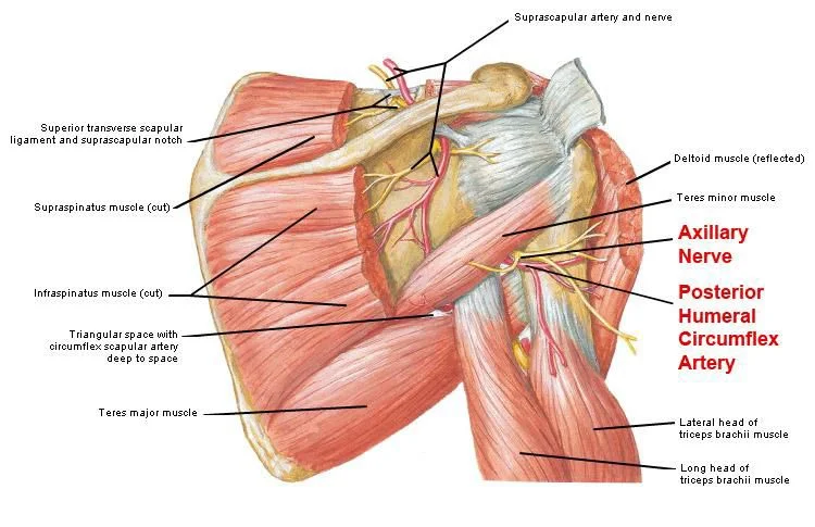 Quadrangular space 3.jpg