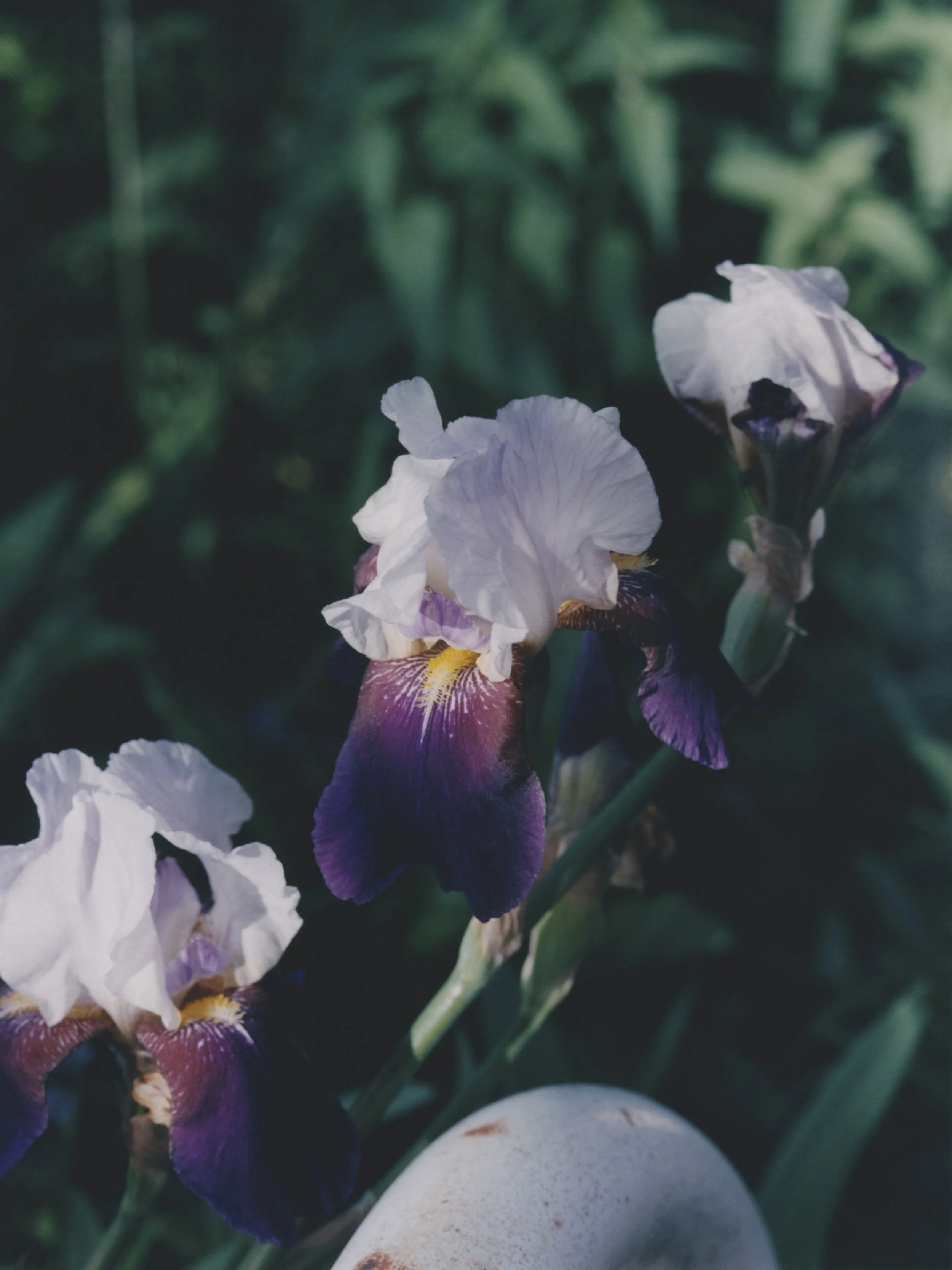 flower 1.jpeg