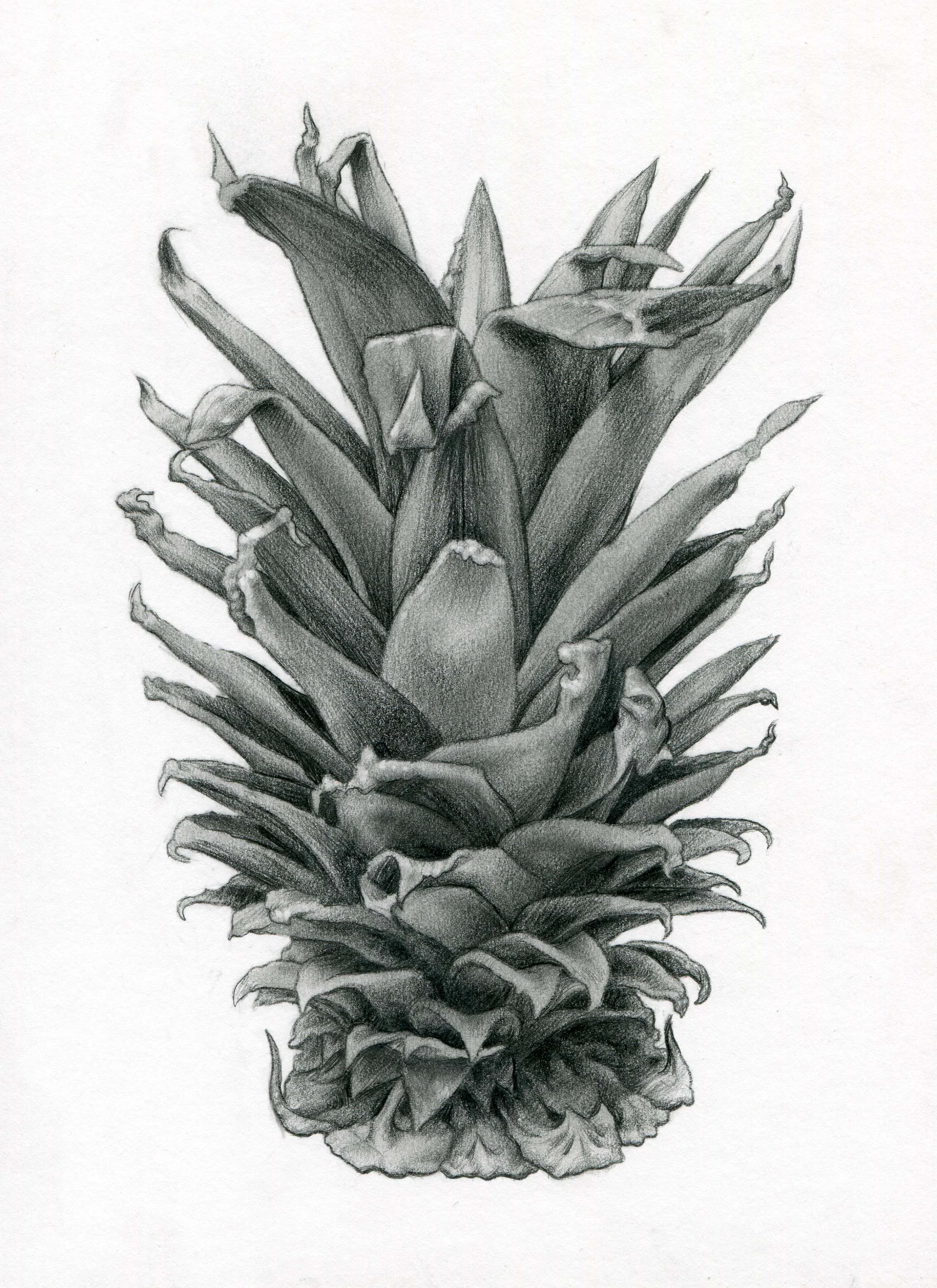  rejected cover / graphite on illustration board 