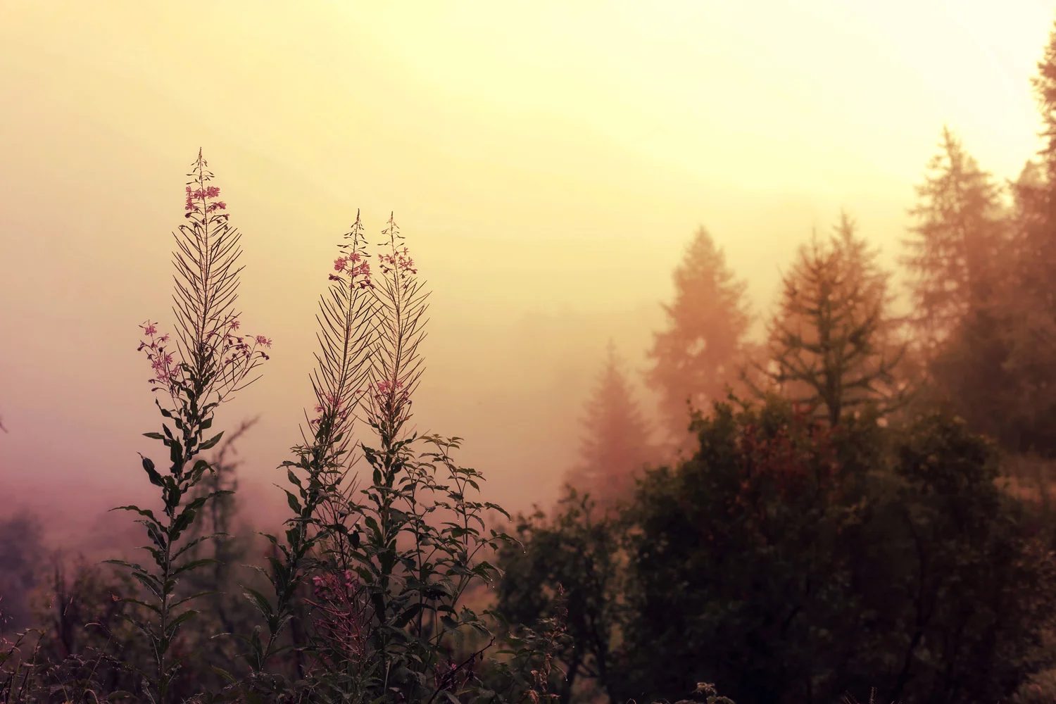 Ticino I