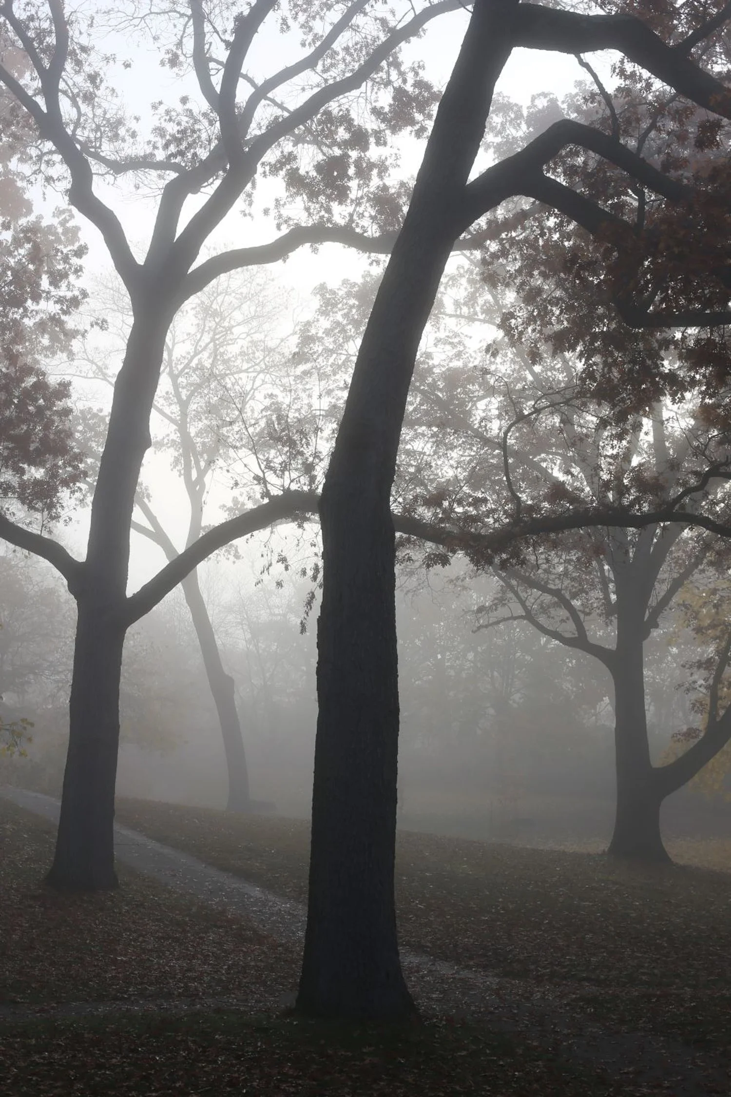 Autumn in High Park V