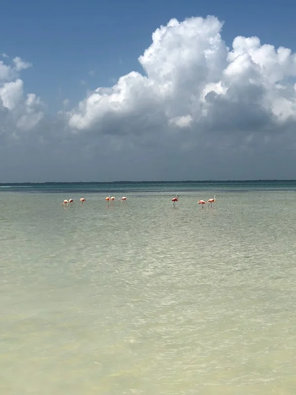 Flamingos at Punta Coco