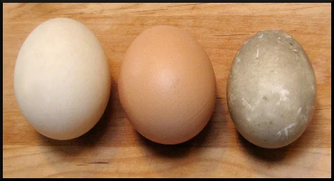 Duck Eggs 101 Hearth Haven Farm