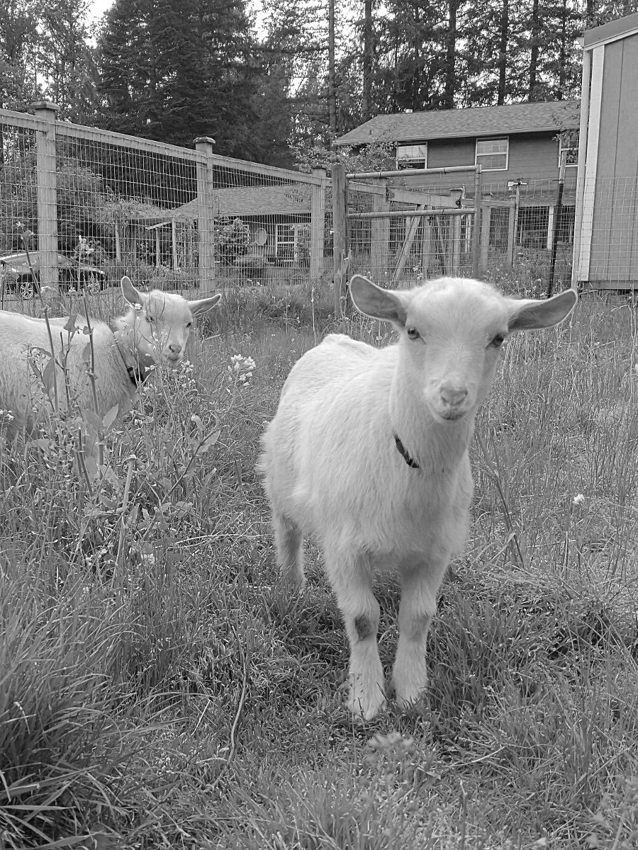 SOLD - Theodore (ND Wether)