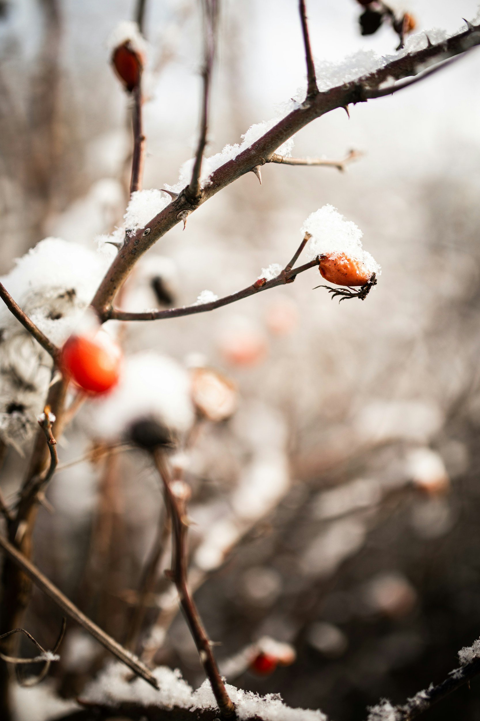 sunlight on the winter berry on a snow covered branch with thorns, a nod to finding micro joy is a season that can feel heavy as we navigate emotional stress, family tensions, or financial  burdens