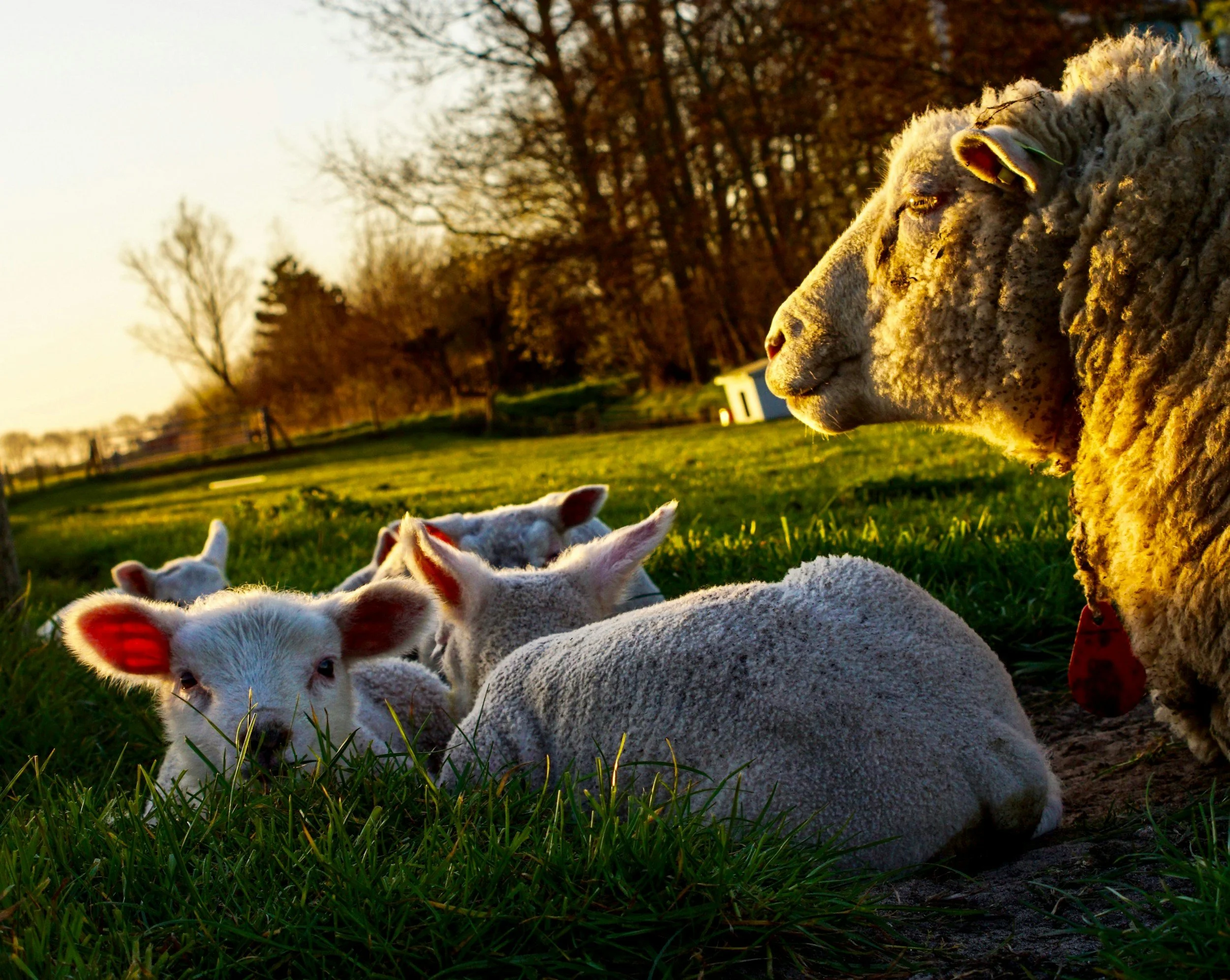 early spring brings a great shift for these sheep and new lambs basking in the sunlight. we too,  as humans, feel this shift, a thawing out after winter