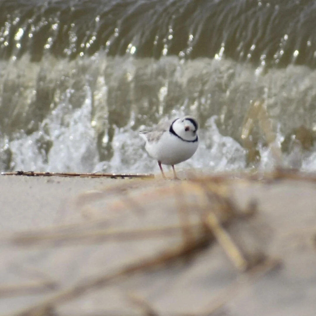 calls-to-action-waterspirit