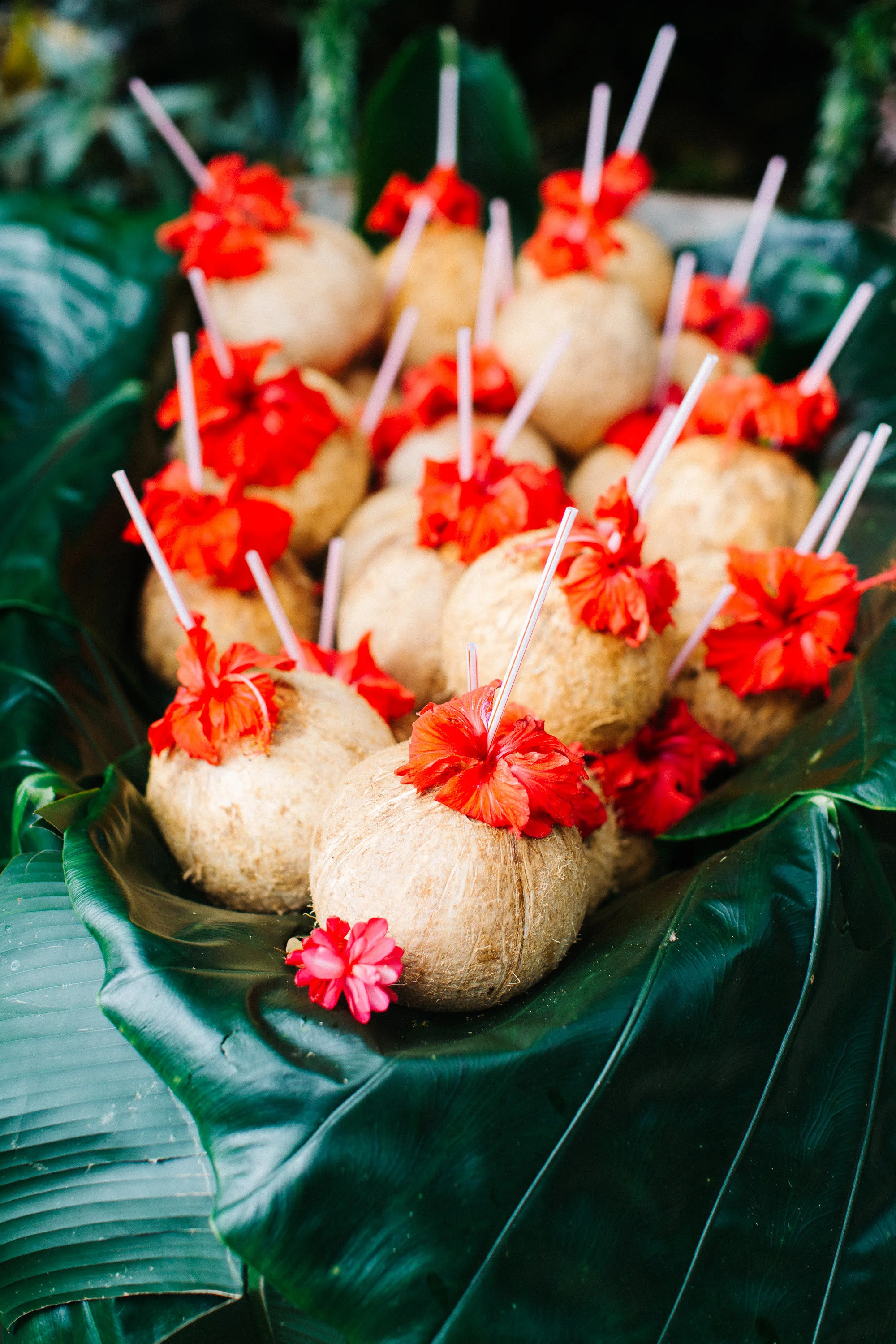 Coconuts - ceremony entry.jpg