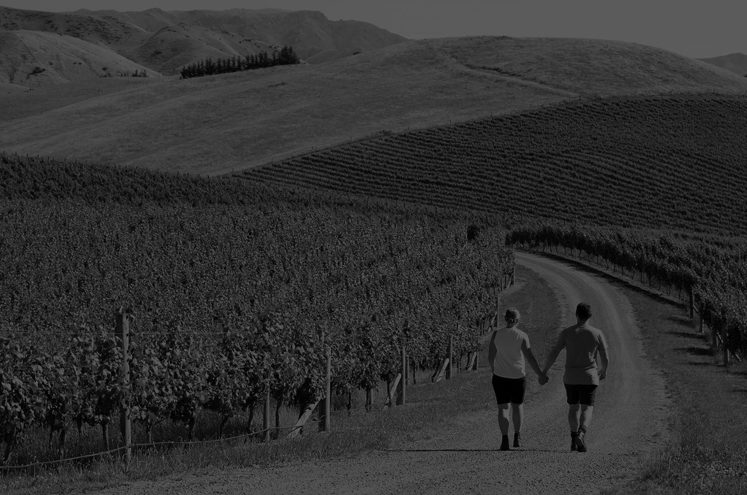 vineyard2bw.png