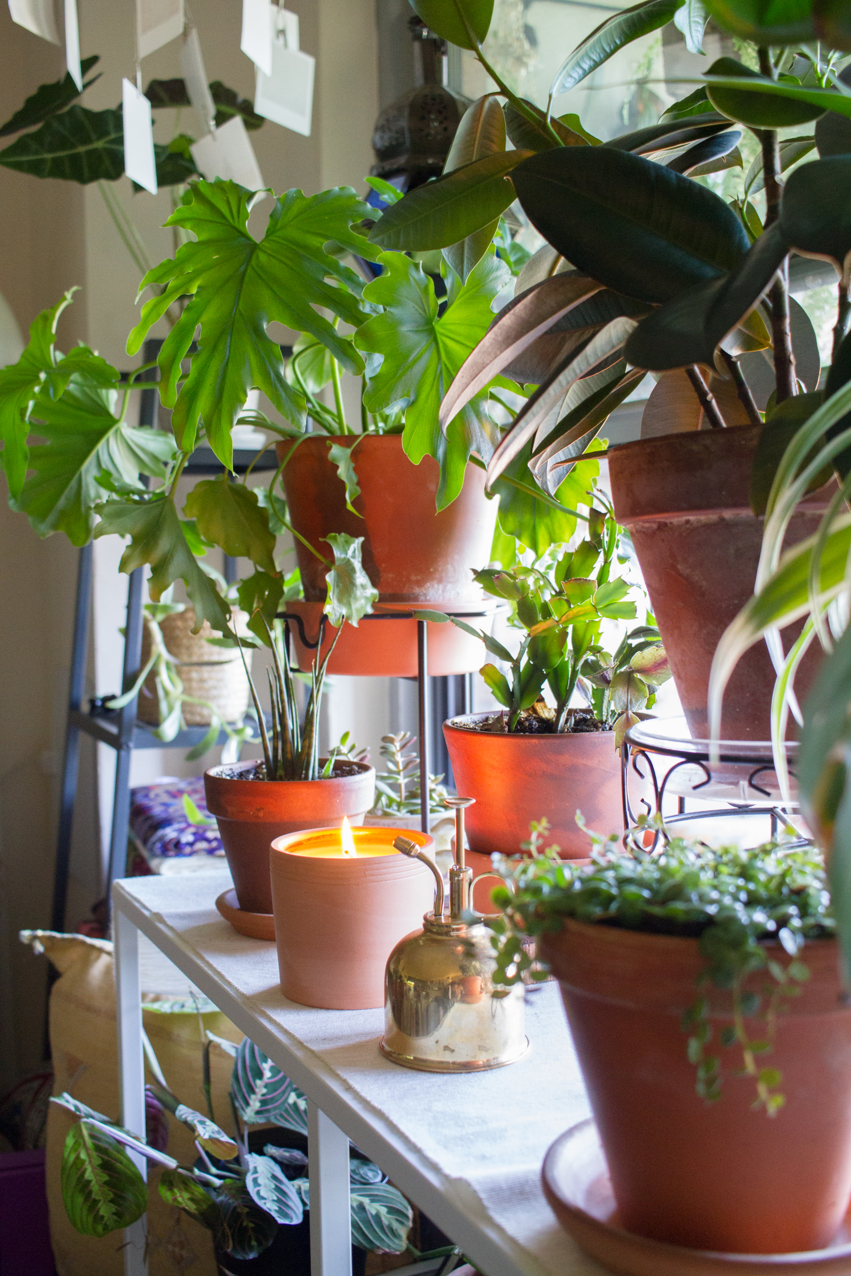 Terra Cotta pots are great because they’re porous but watch out for moisture levels.