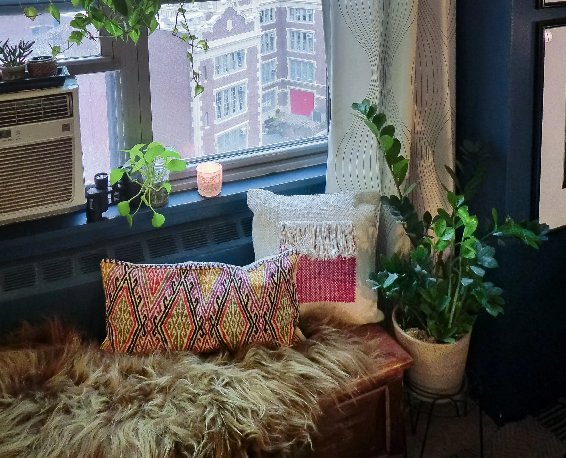 ZZ plant on the right