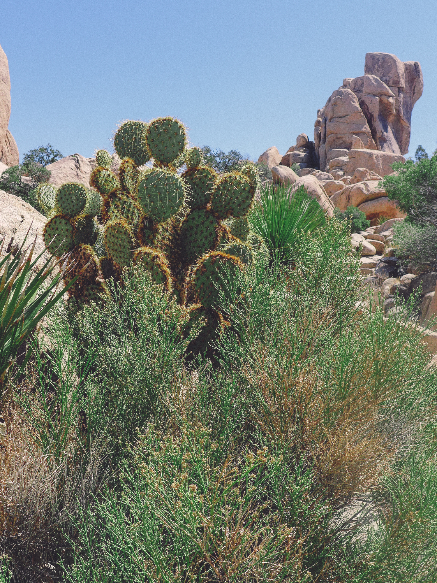 Good rule of thumb is to mimic cacti’s natural habitat