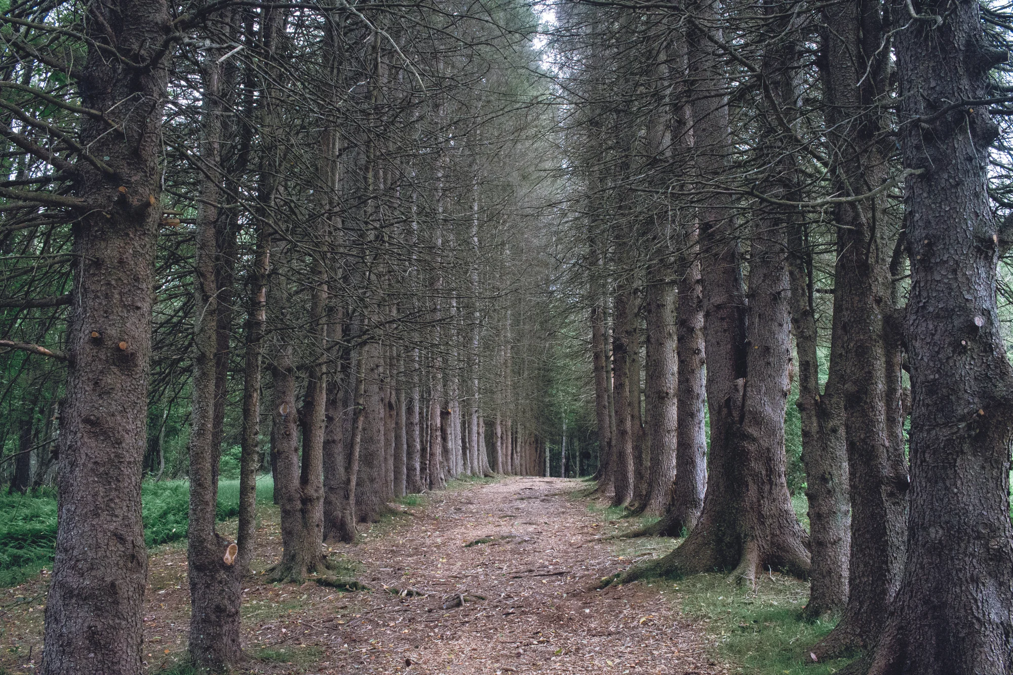 Hallway of Trees