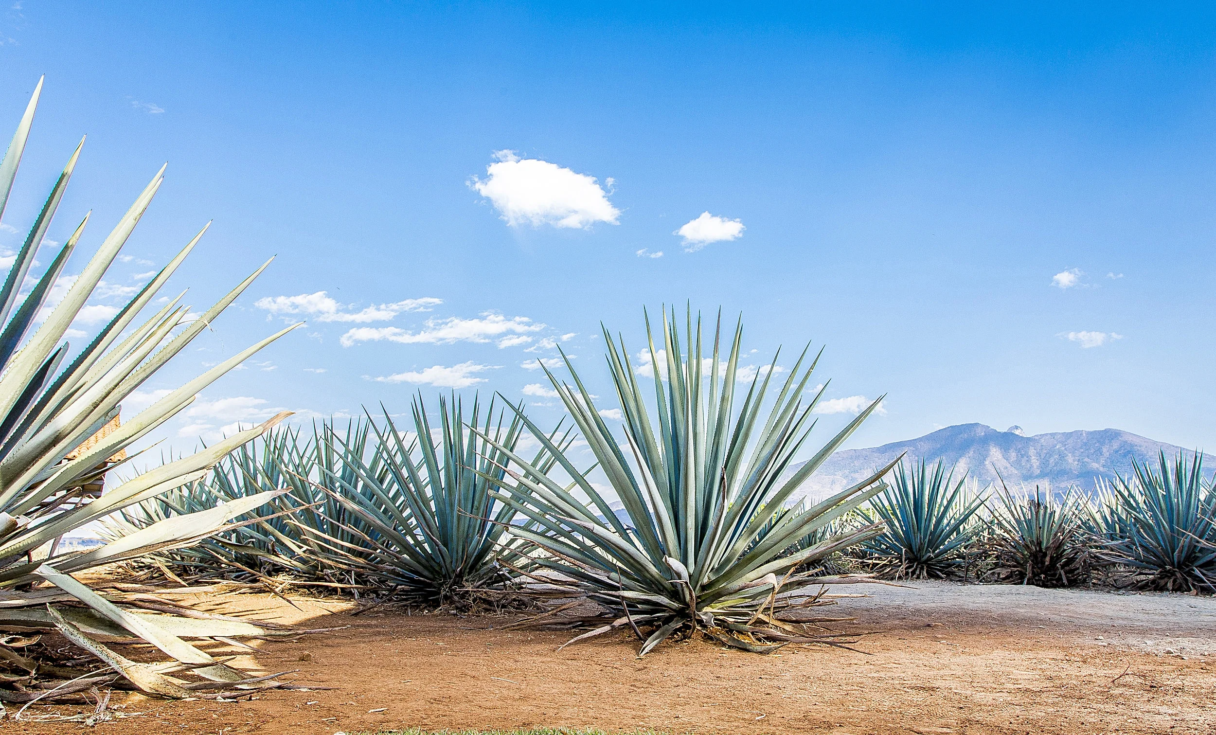 shutterstock_617017295.jpg