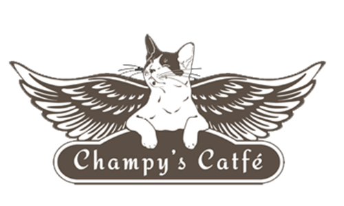 home-widget-champy_500x300.png
