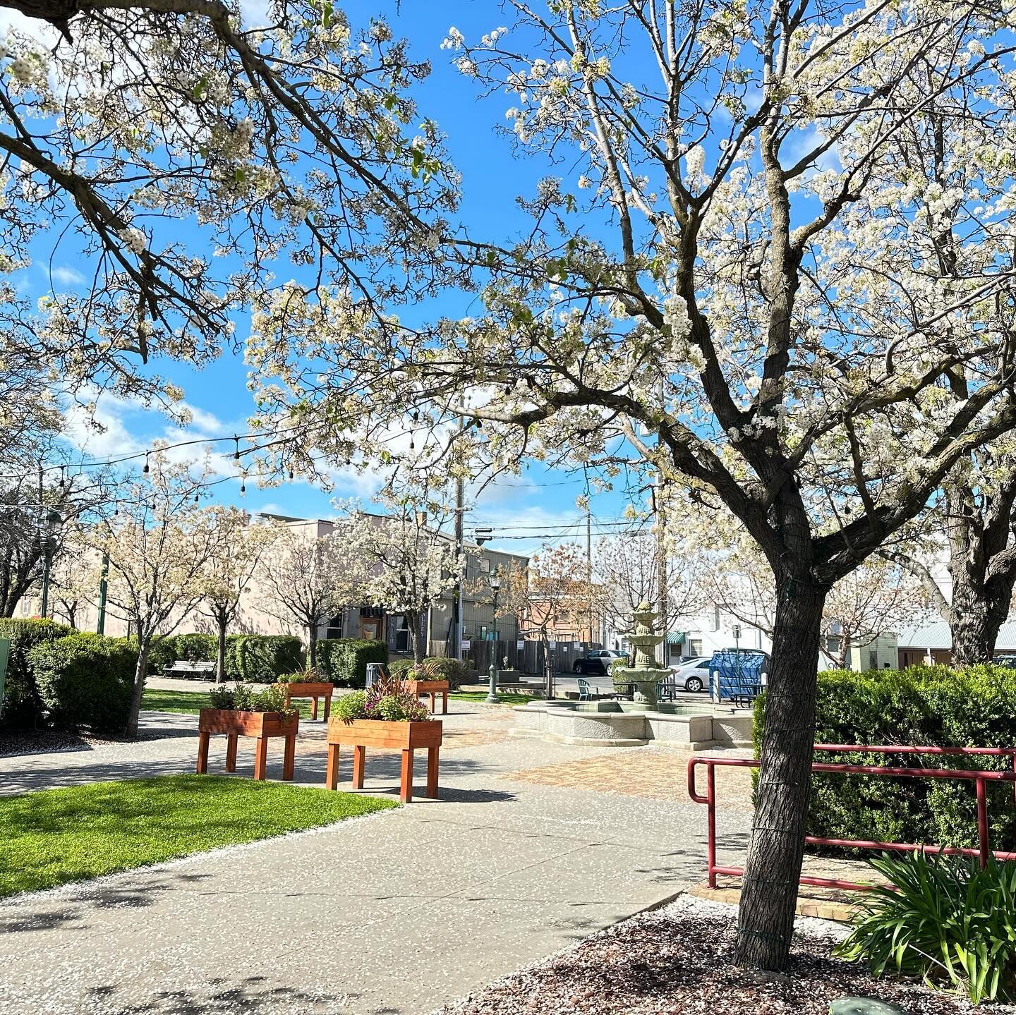 Things are blossoming in downtown Lincoln! 🌸☀️🍃 

#spring #downtownlincolnca #lincolnca #lovelincolnca #shopsmall #supportlocal