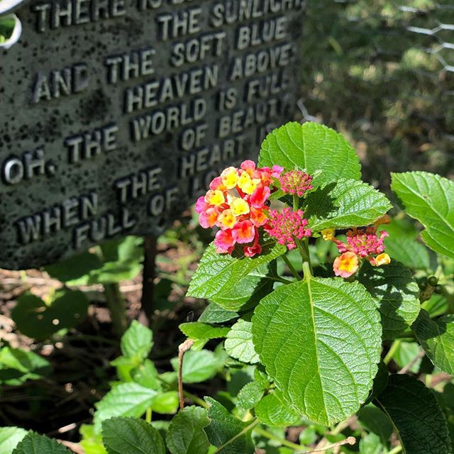 Gardening is back on! Great to catch up on rain, but even better to see some much missed sunshine. ☀️
The hummingbirds may have travelled south but the bees sure appreciated the feeder! 🐝
.
.
.
#pollinator #sundaysareforthebees #bees #sundayfunday #