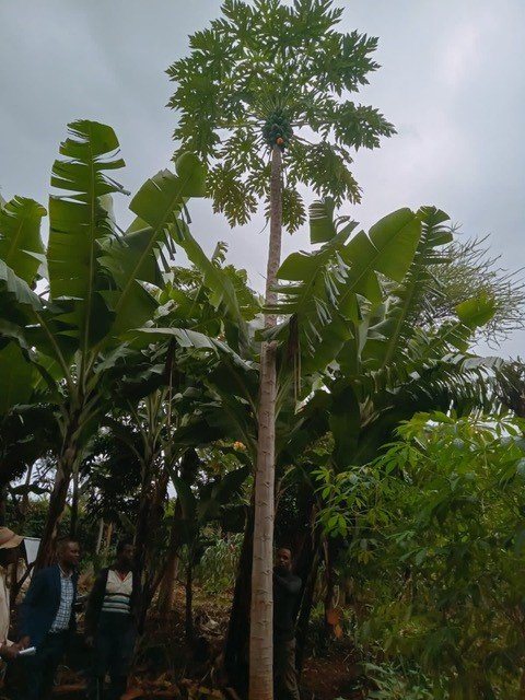 Crack a coconut from our trees