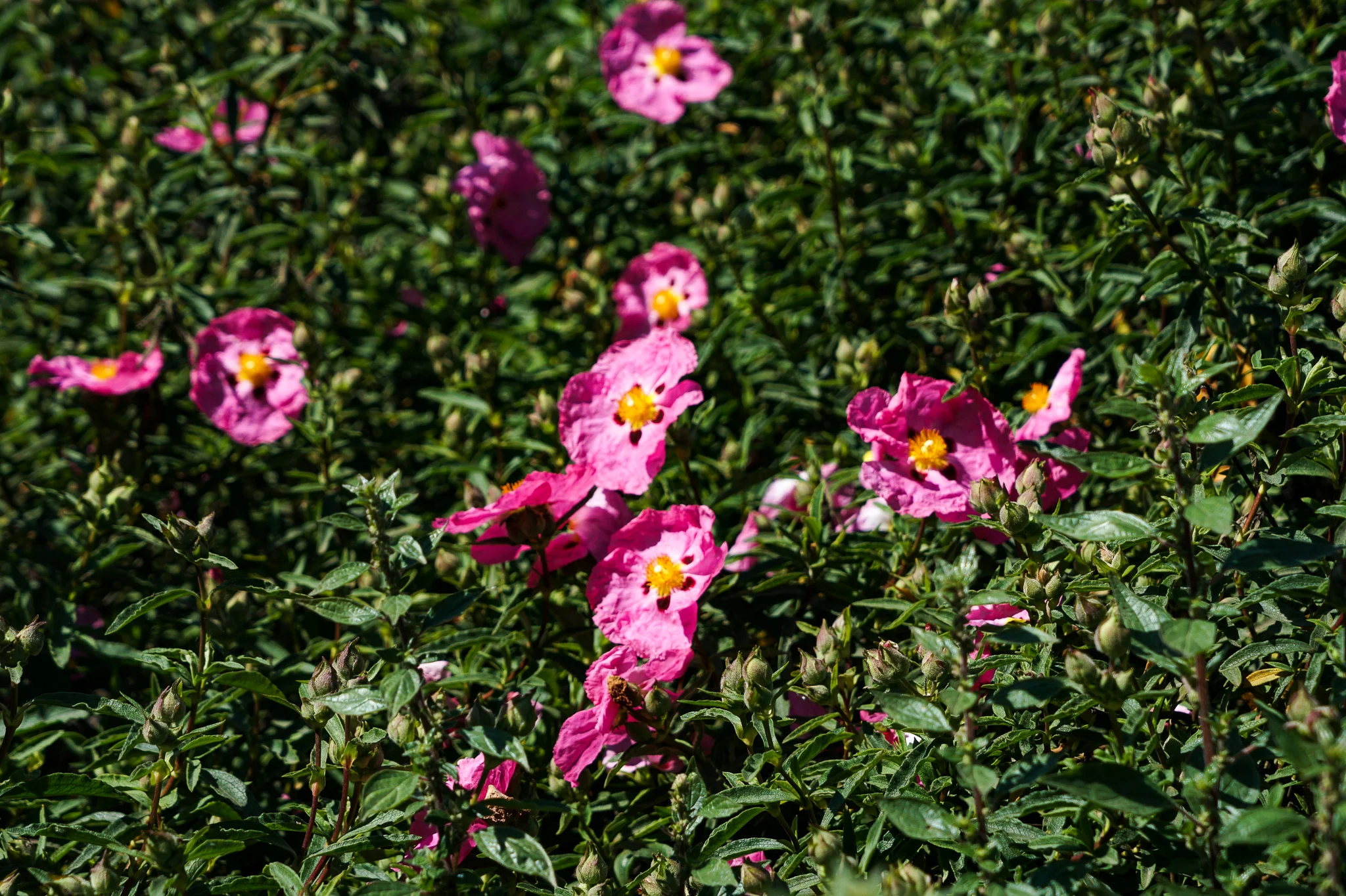 Barcelona--Much ado about everything