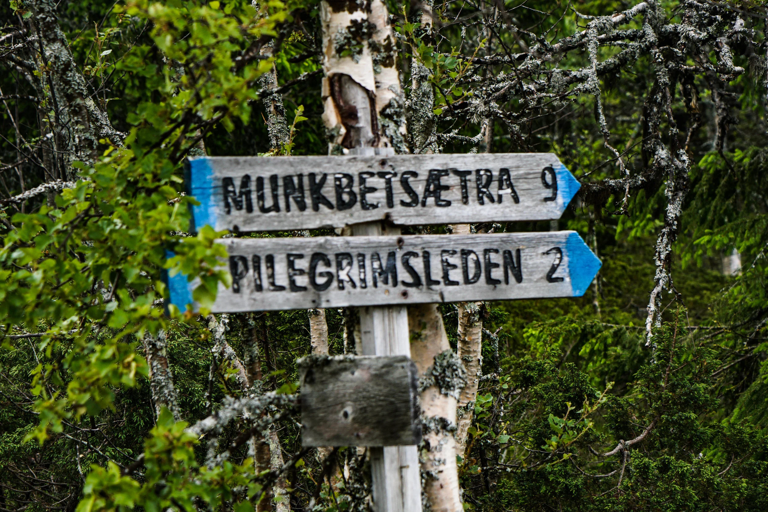 Seen on the trail near Unni and Helge’s cabin. Directions for the Pilgrim’s Trail.