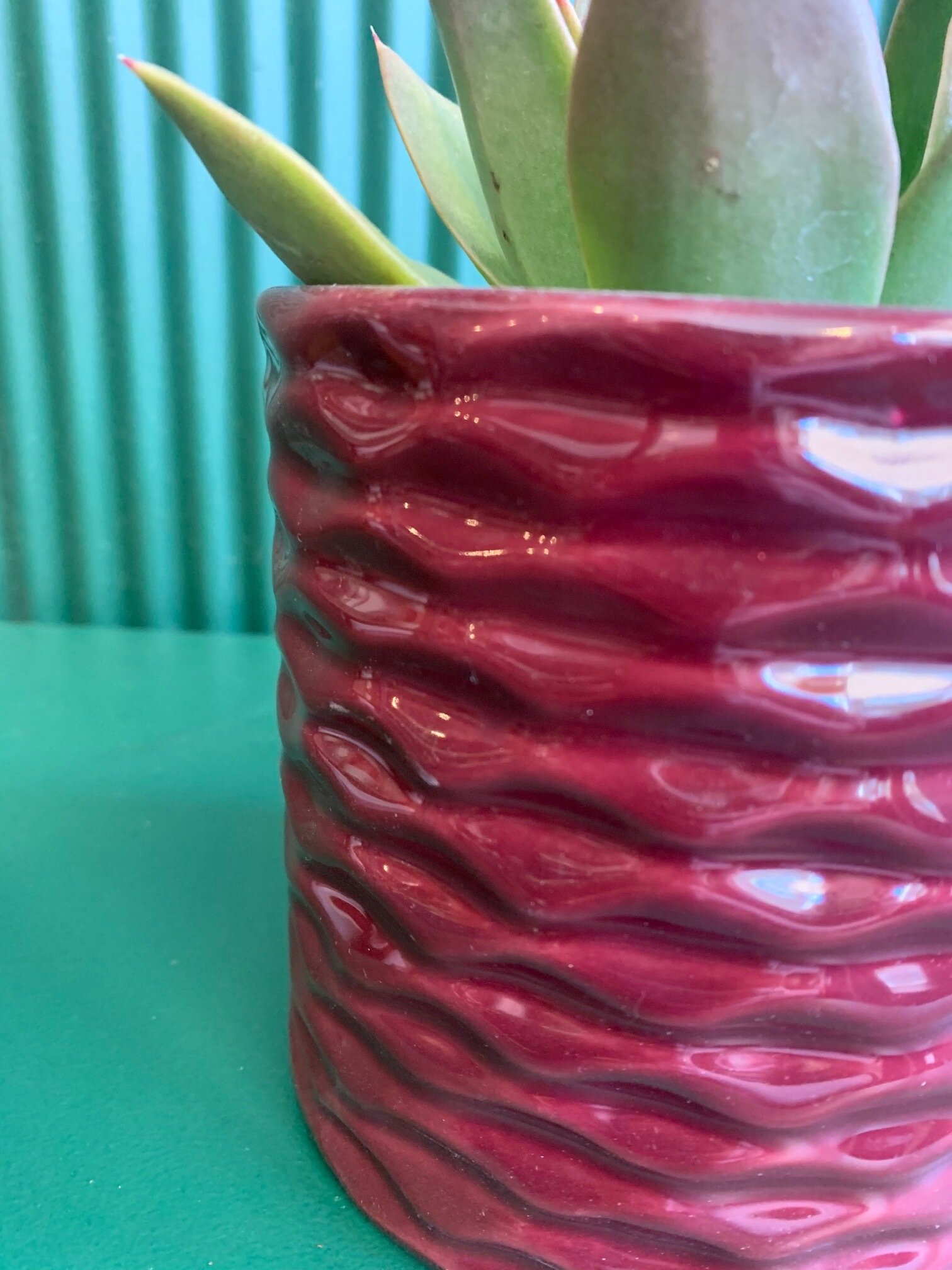 Burgundy Pot &amp; Succulent