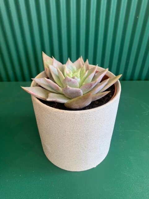 Textured Pot &amp; Succulent