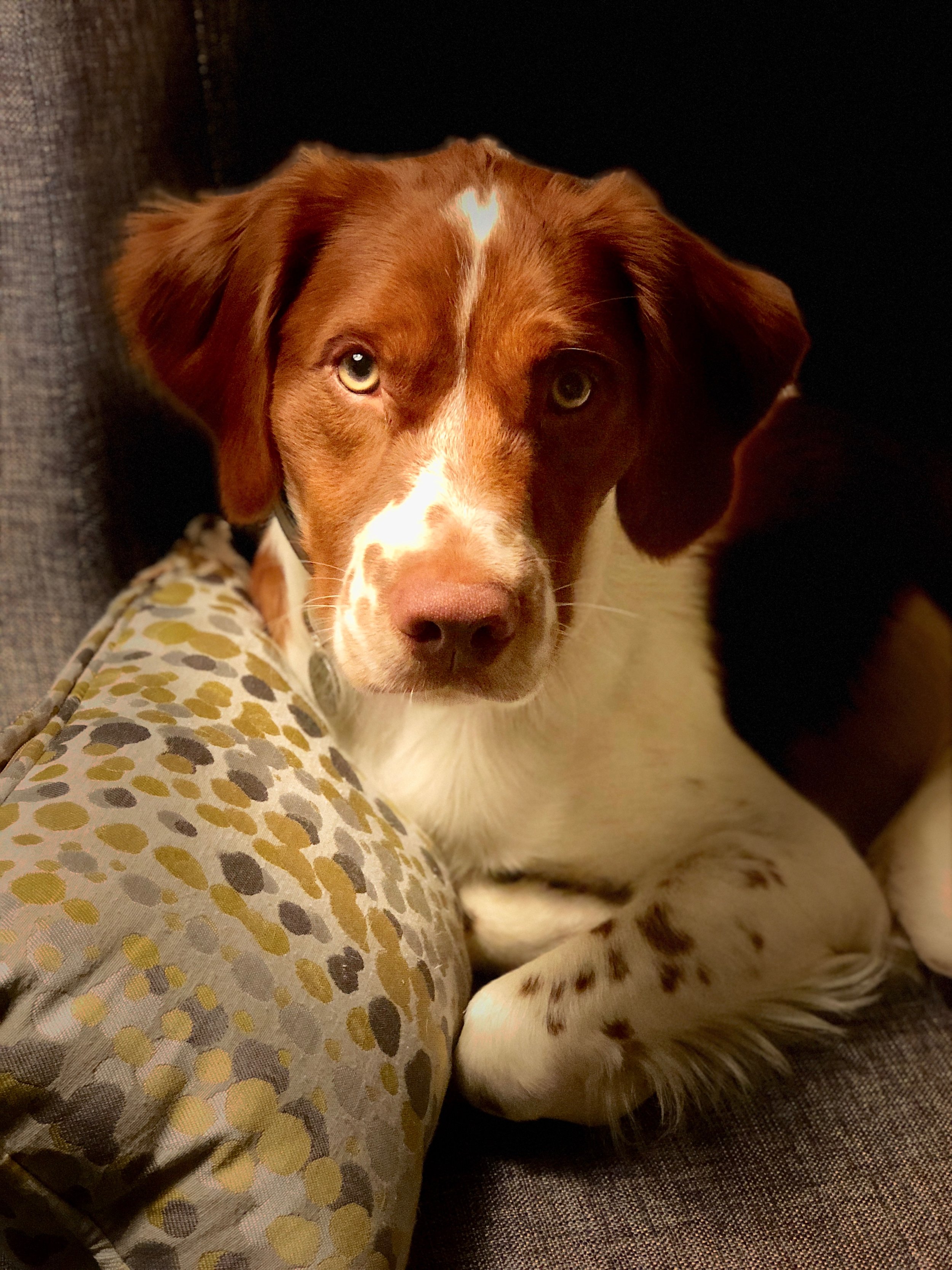 What Is A Bird Dog In Sales