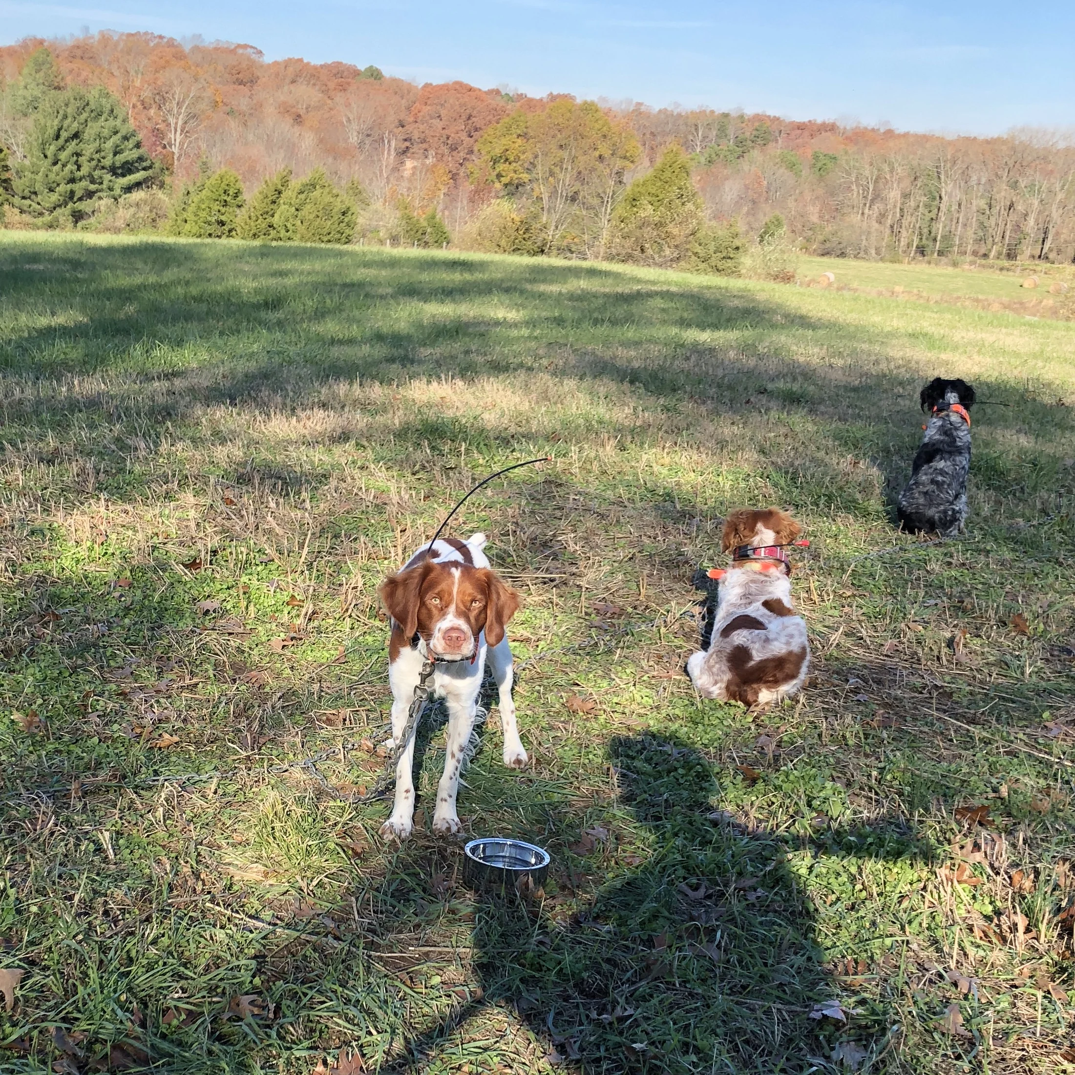 Life on the chain gang, waiting one's turn for birds, often with shivering excitement ...