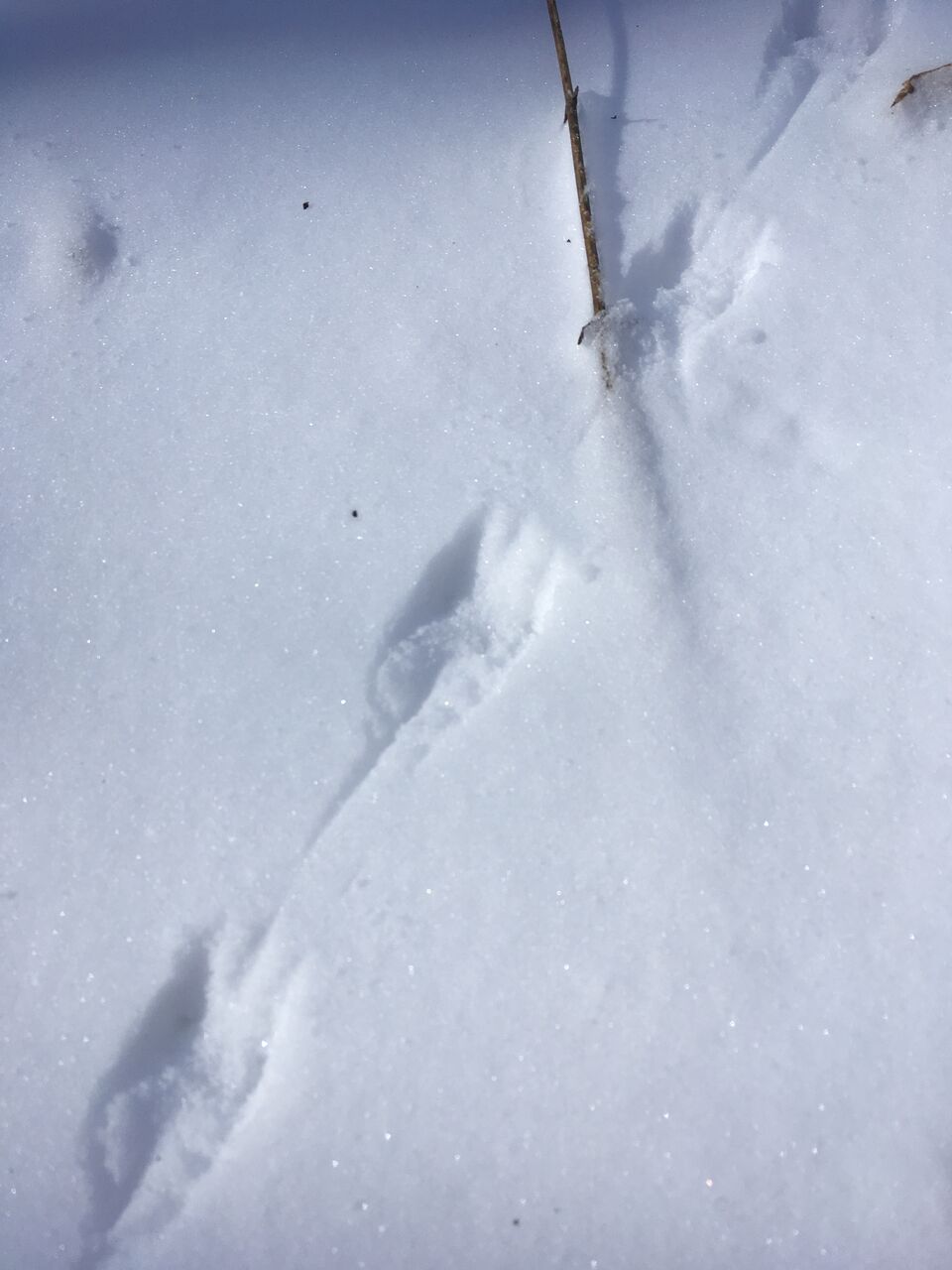  Mouse tracks. At first we thought they might be a bird - with spur in back, but a hopping mouse with tail print in back is more likely (photo credit: Chip Hidinger) 