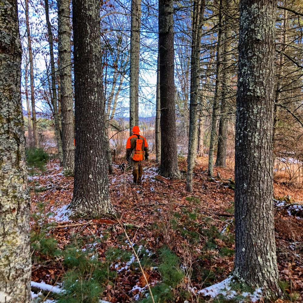  Chip on the low elevation hunt 