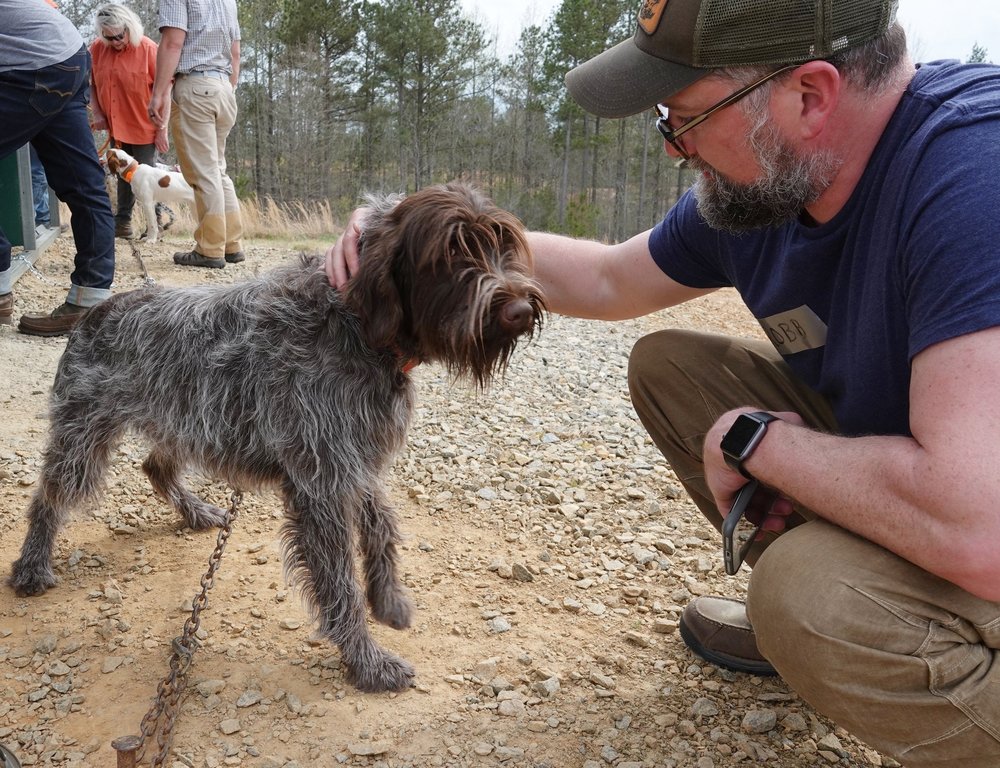  Uma, a gorgeous wire-haired pointing griffon from  Foggy Gap Griffons  in Boone, NC (photo credit: Chip Hidinger) 