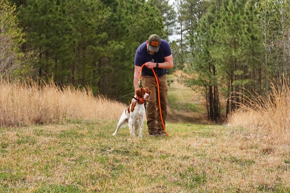  Lincoln proudly backing a fellow dog on point (photo credit: Chip Hidinger) 